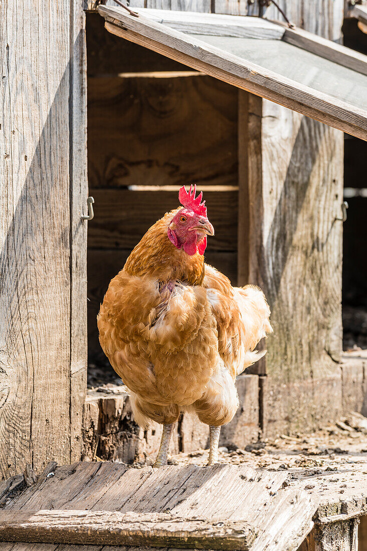 Chicken, farm, Aldein, Radein, South Tyrol, Alto Adige, Italy