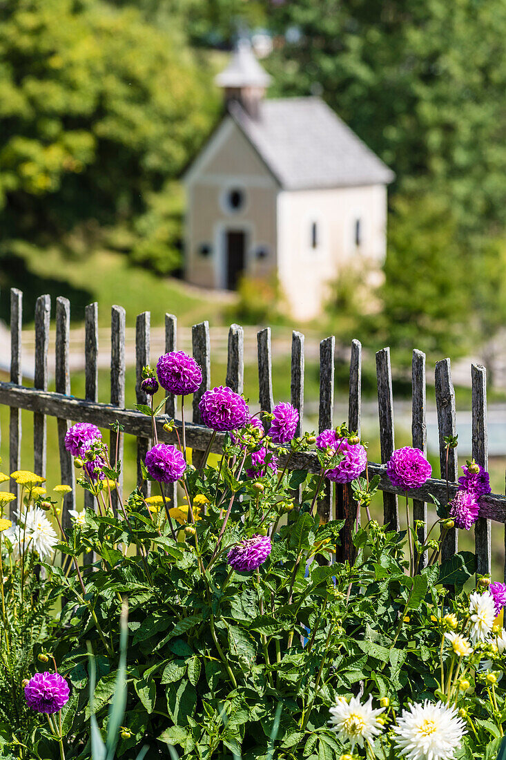 Blumen im Vorgarten, im Hintergrund Kapelle, Aldein, Radein, Südtirol, Alto Adige, Italien