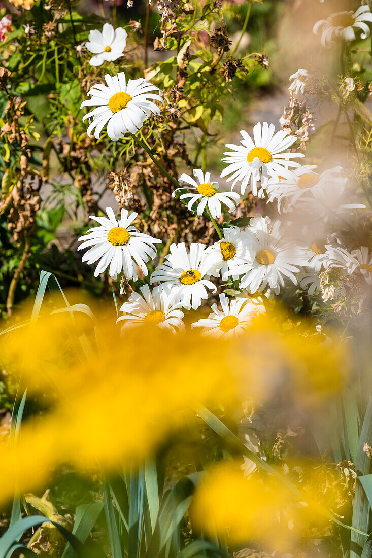 Flowers, front garden, farmhouse, Aldein, Radein, South Tyrol, Alto Adige, Italy