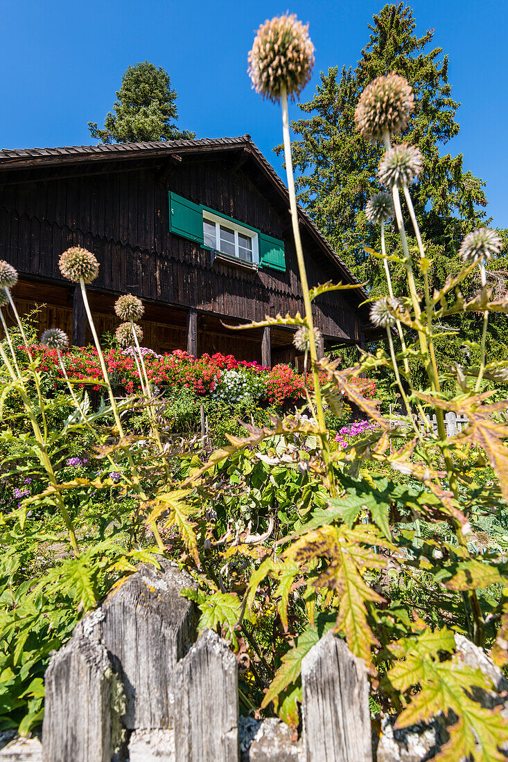 Blick über Holzzaun auf Blumen im Vorgarten und auf  Bauernhaus, Aldein, Radein, Südtirol, Alto Adige, Italien