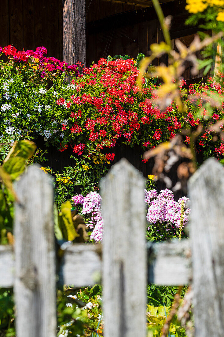 Blick über Holzzaun auf Blumen im Vorgarten, Aldein, Radein, Südtirol, Alto Adige, Italien