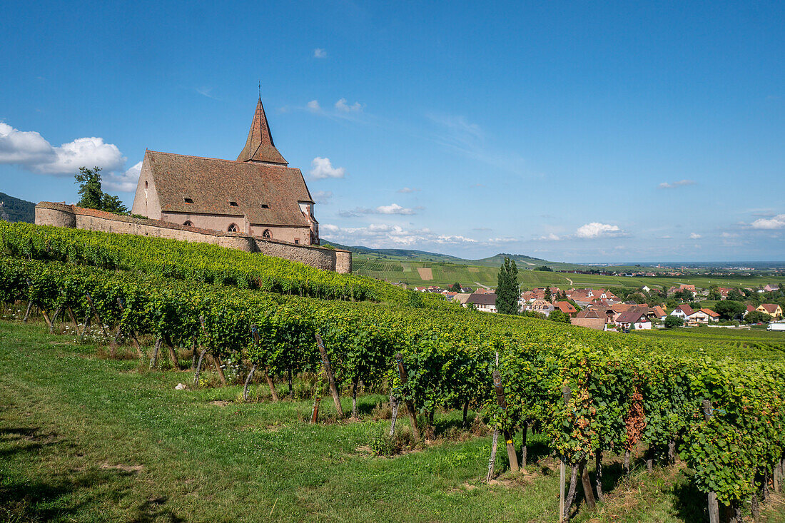 Kirche in den Weinbergen, Gotische Wehrkirche Saint-Jacques, Hunawihr, Haut-Rhin, elsässische Weinstraße, Elsass, Frankreich, Europa