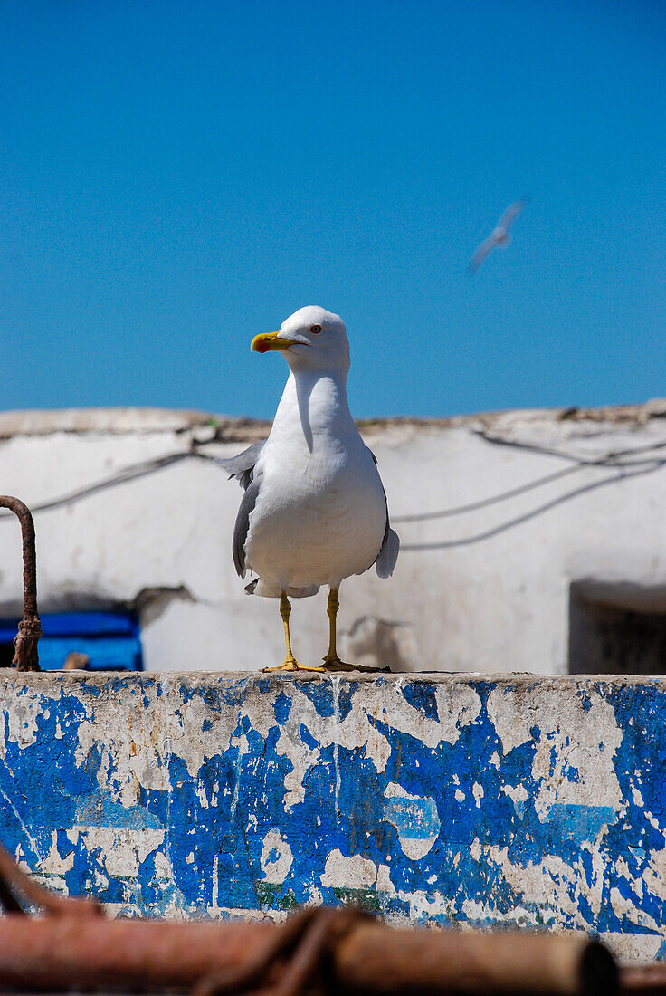 A seagul resting in the harbor of Essouira, Morocco