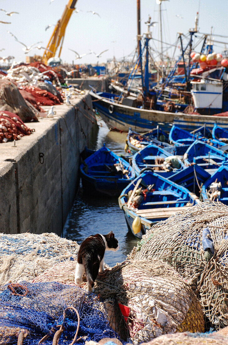 Eine Katze versucht im Hafen von Essaouira einen Fisch zu fangen, Marokko