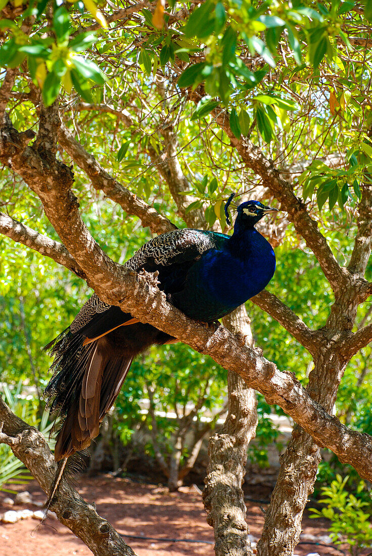 A peacock is resting on a branch, in a Maroccan garden near Essaouira