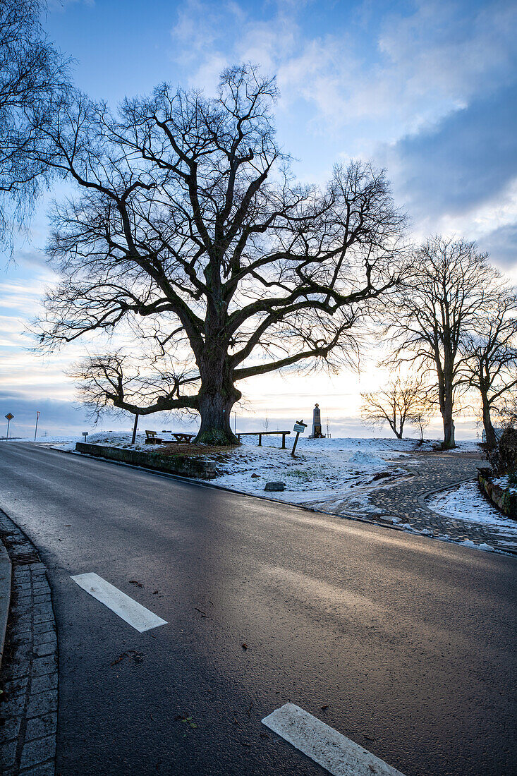 Alte Linde in Herpersdorf, Oberscheinfeld, Neustadt an der Aisch, Mittelfranken, Franken, Bayern, Deutschland, Europa