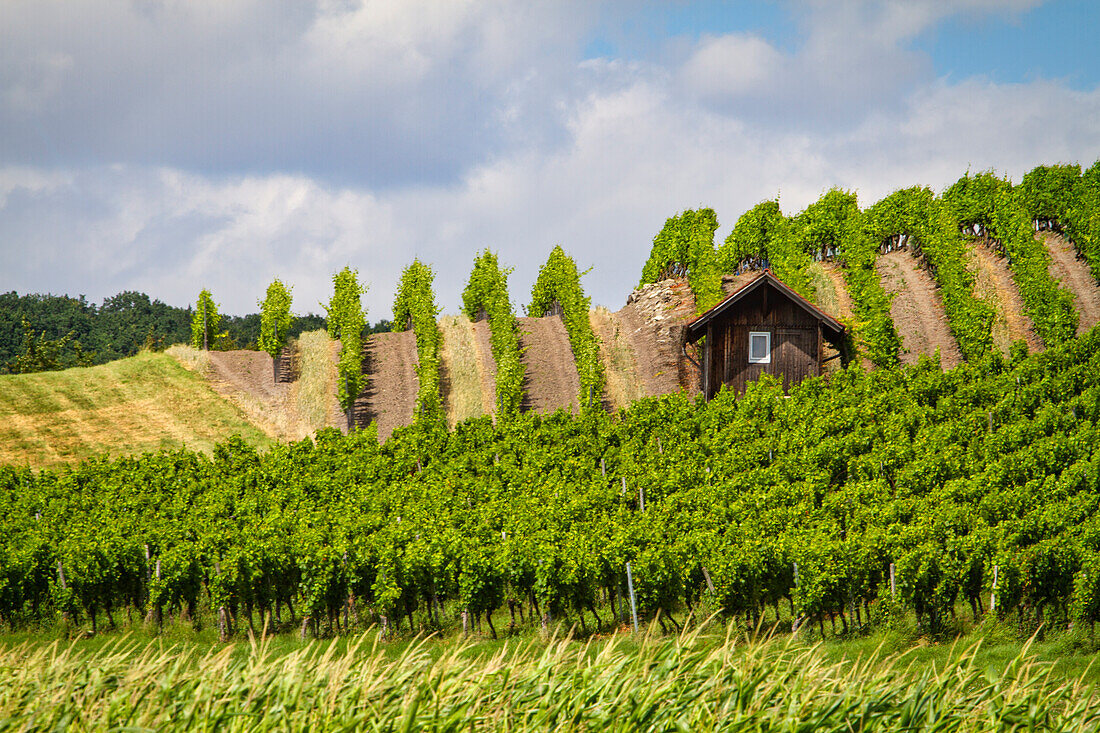 Late summer in the Vogelsang vineyards, Markt Einersheim, Kitzingen, Lower Franconia, Franconia, Bavaria, Germany, Europe