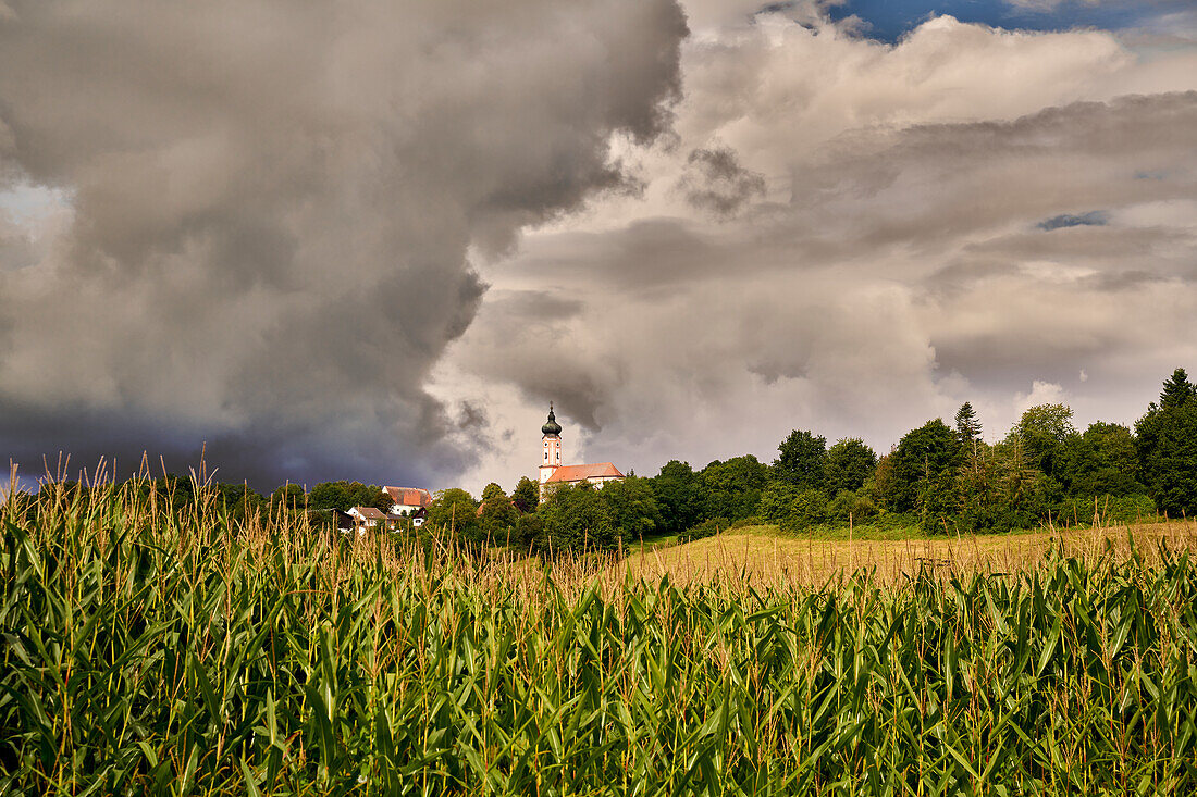 Blick über die Maisfelder auf die Kirche Sankt Johannes Nepomuk nach einem sommerlichen Gewitterregen, Thürnthenning, Bayern, Deutschland