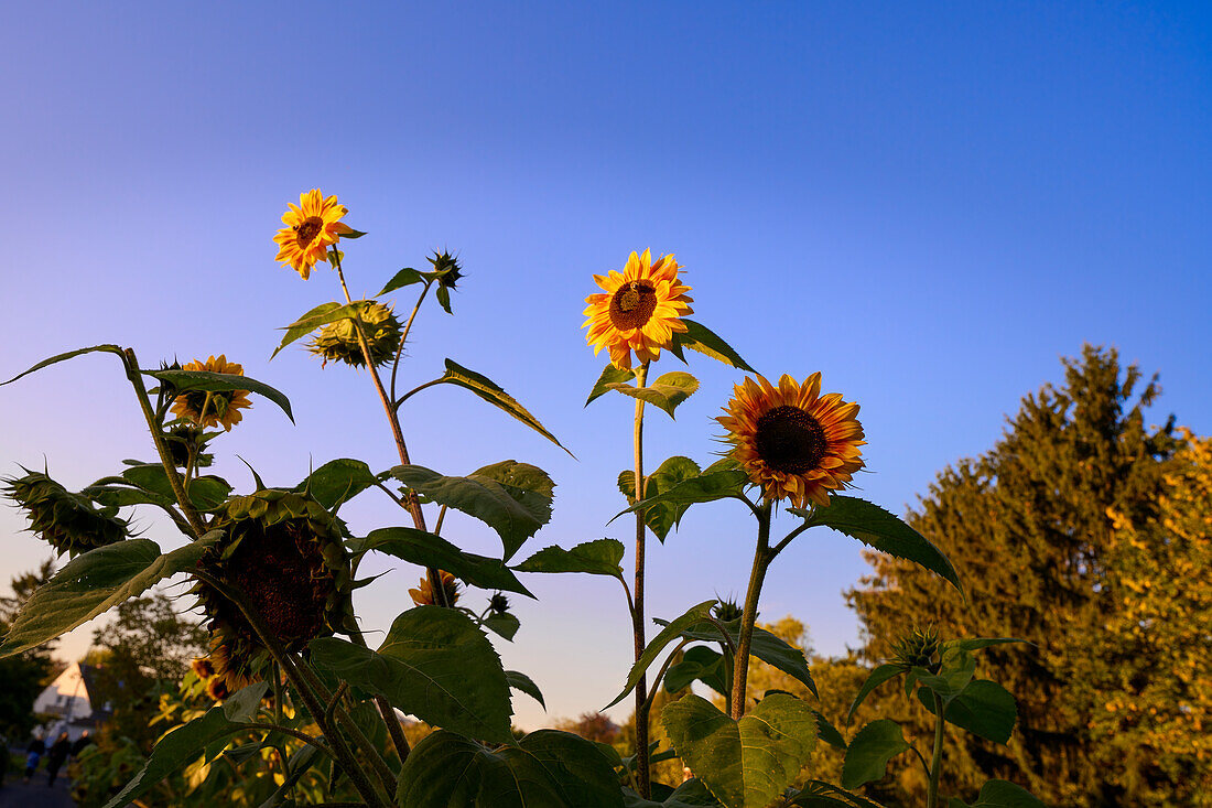 Sonnenblumen zeichnen sich am Herbsthimmel ab, Bad Honnef, NRW, Deutschland