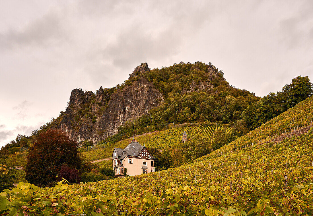 The Siegfriedsfelsen watches over the upcoming grape harvest, Bad Honnef, North Rhine-Westphalia, Germany