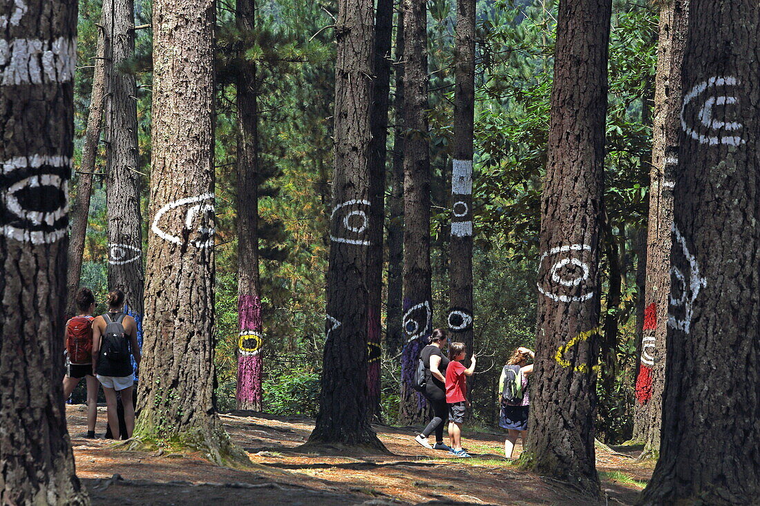 The painted forest of Oma is a LandArt project by the Basque artist Agustin Ibarrola, Oma Valley near Gernika, Urdaibai Biosphere Reserve, Basque Country, Spain