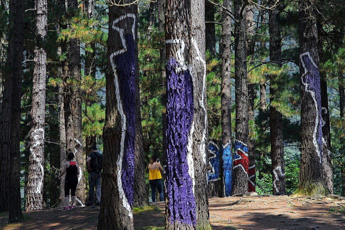 The painted forest of Oma is a LandArt project by the Basque artist Agustin Ibarrola, Oma Valley near Gernika, Urdaibai Biosphere Reserve, Basque Country, Spain