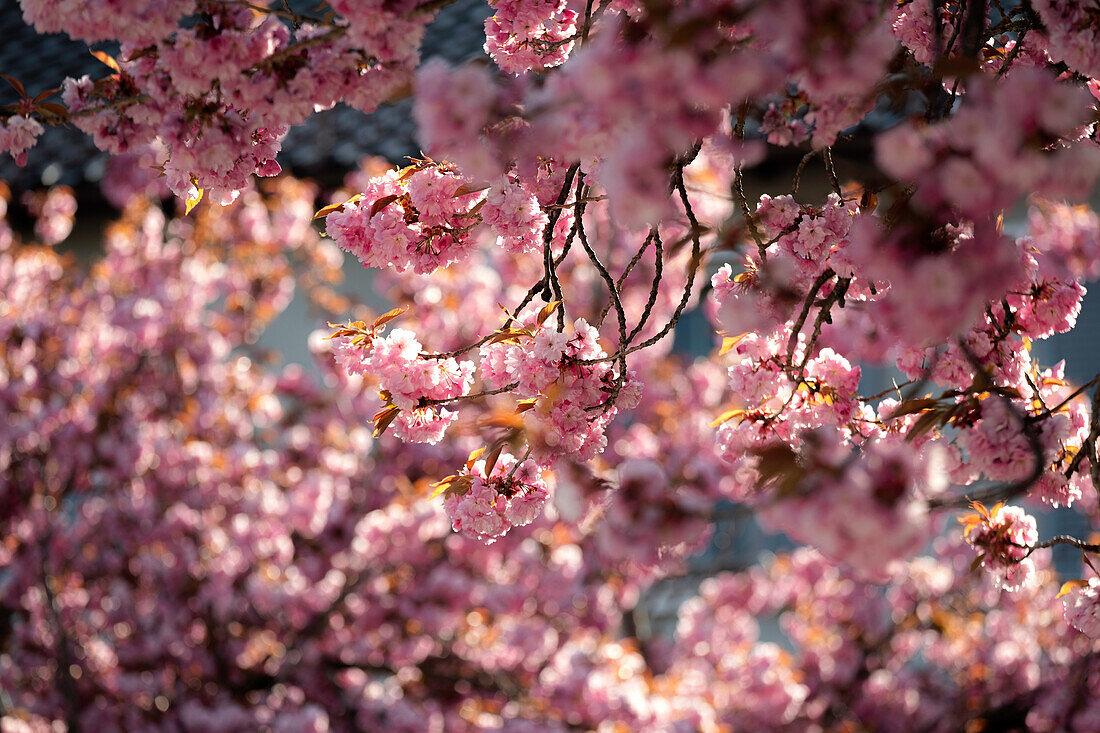 Detail view of cherry blossom trees, Munich, Bavaria, Germany, Europe