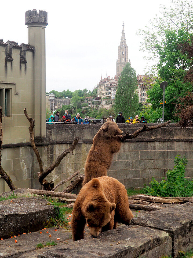 Bears in the bear pit on the Aare, Bern, Switzerland