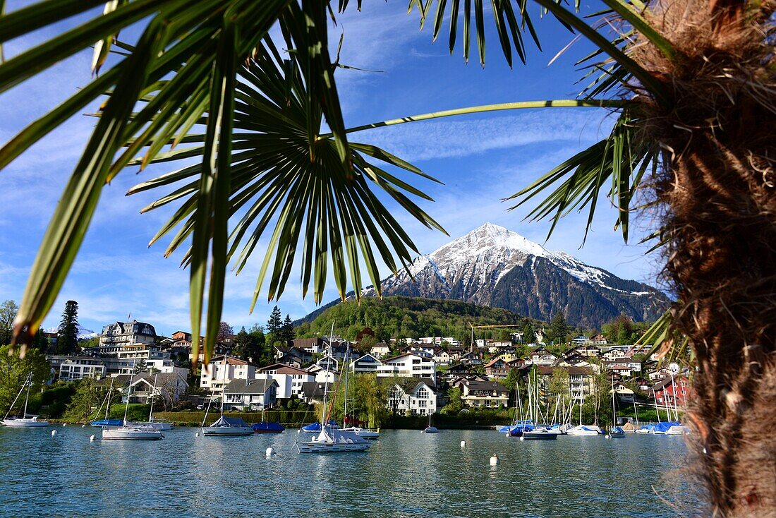 Blick von Spiez am Thuner See, Berner Oberland, Schweiz