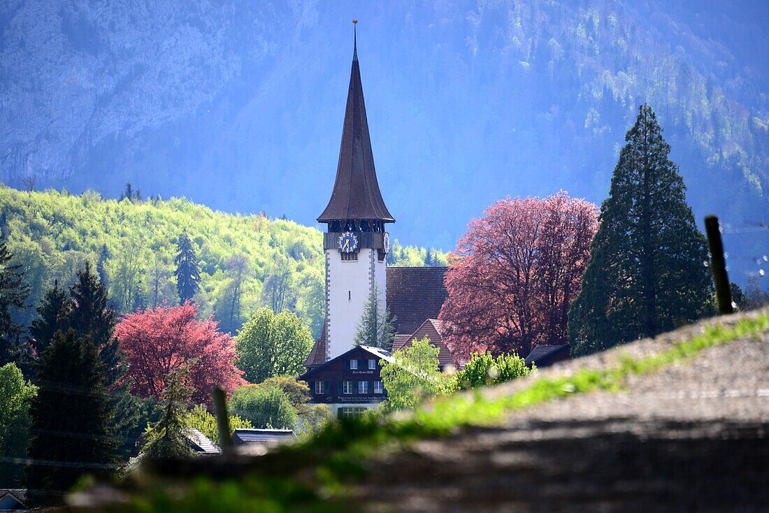 Reformierte Kirche in Spiez am Thuner See, Berner Oberland, Schweiz