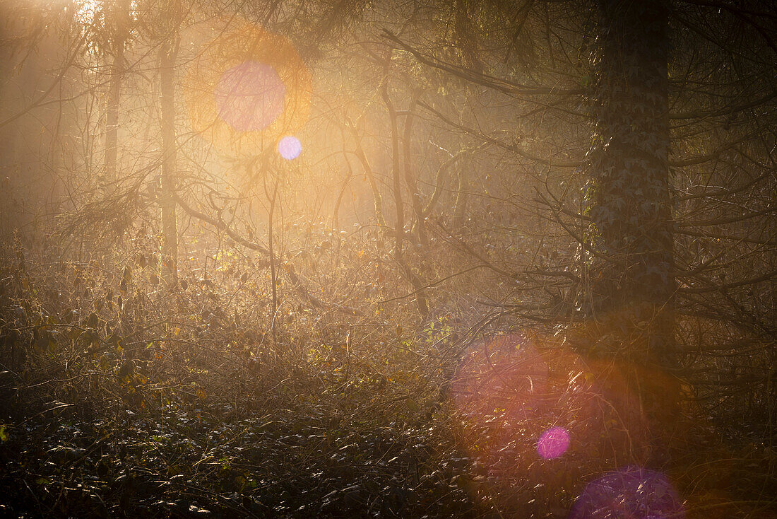 Morning light in the misty Barkeler Busch forest, Schortens, Friesland, Lower Saxony, Germany, Europe
