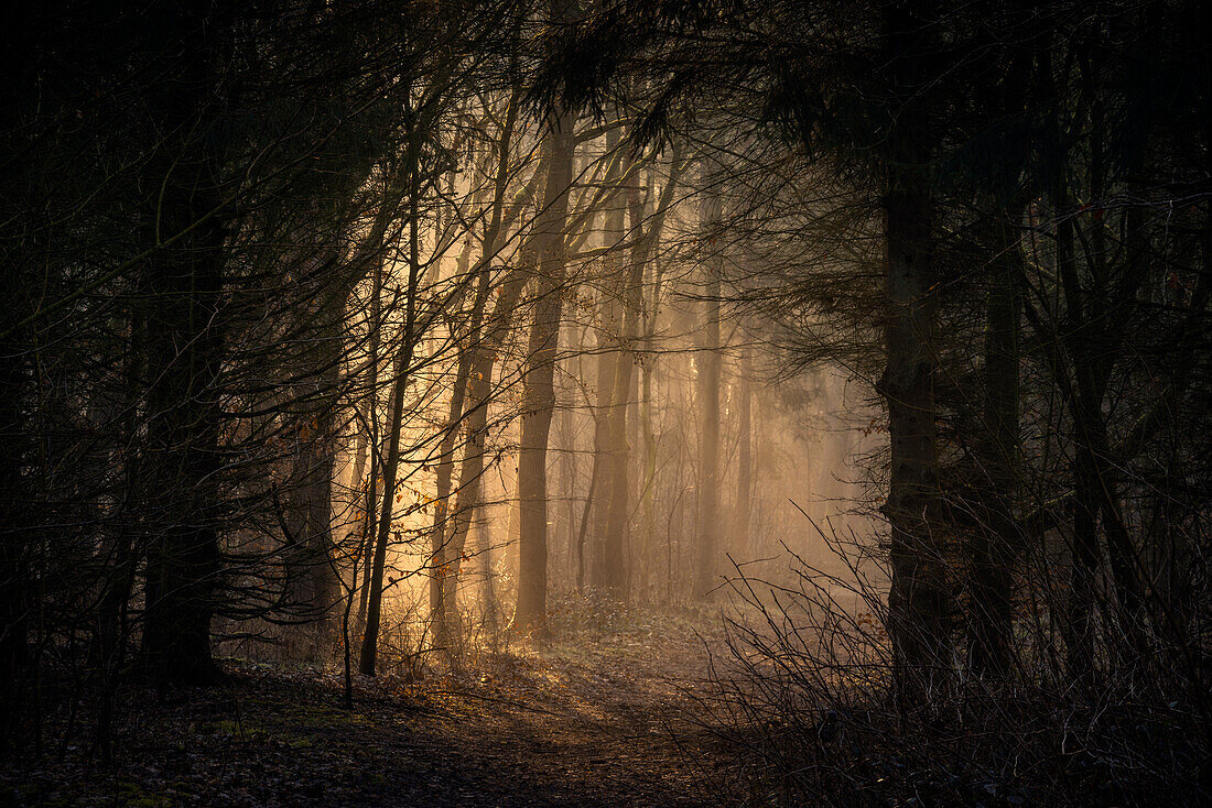 Morgenlicht auf Pfad im nebligen Wald Barkeler Busch, Schortens, Friesland, Niedersachsen, Deutschland, Europa