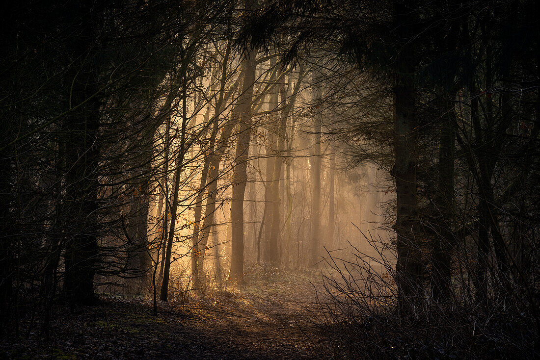 Morning light on path in the misty Barkeler Busch forest, Schortens, Friesland, Lower Saxony, Germany, Europe