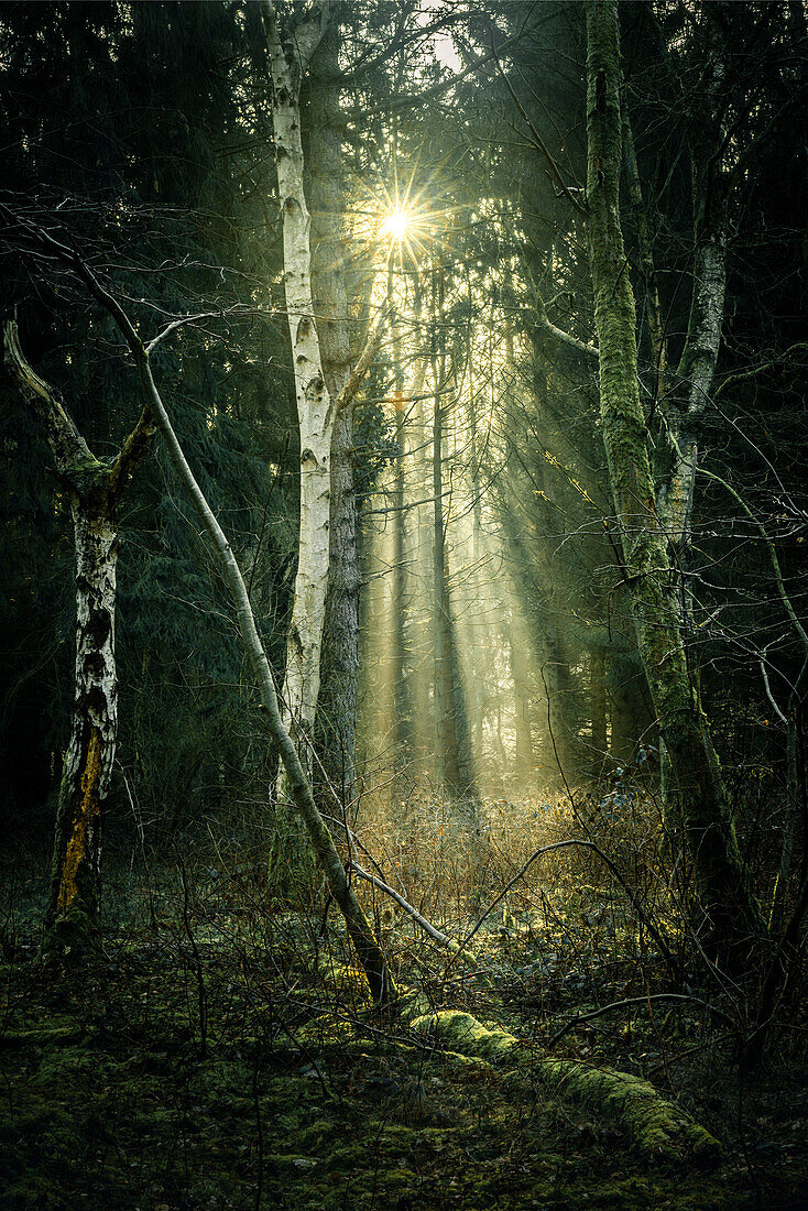 Sun rays between birch trees in the misty Barkeler Busch forest, Schortens, Friesland, Lower Saxony, Germany, Europe