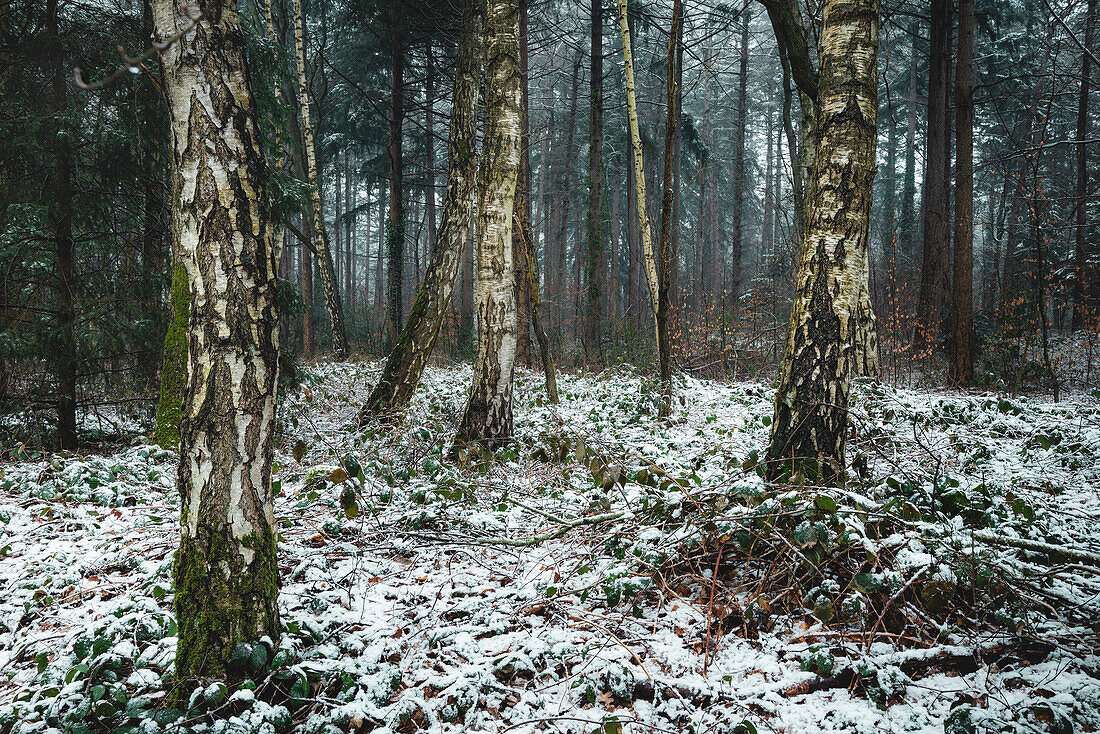 Birch trees in the snow, Barkeler Busch forest, Schortens, Friesland, Lower Saxony, Germany, Europe
