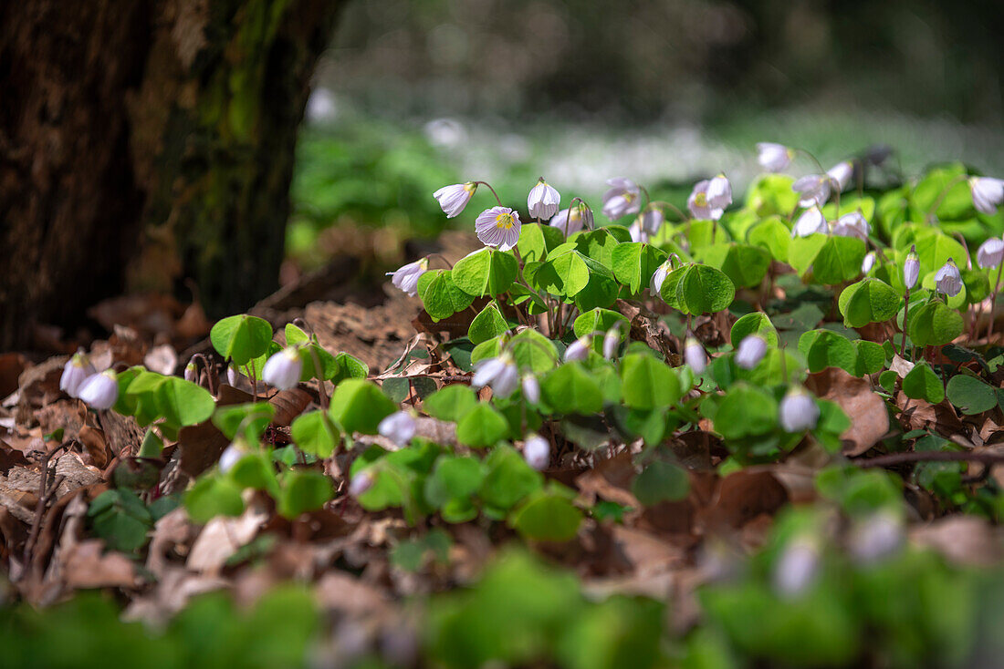 Sauerklee (Oxalis acetosella) im Neuenburger Urwald, Zetel, Friesland, Niedersachsen, Deutschland, Europa