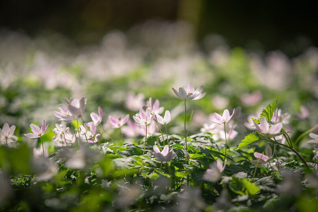 Buschwindröschen (Anemone nemorosa) im Neuenburger Urwald, Zetel, Friesland, Niedersachsen, Deutschland, Europa