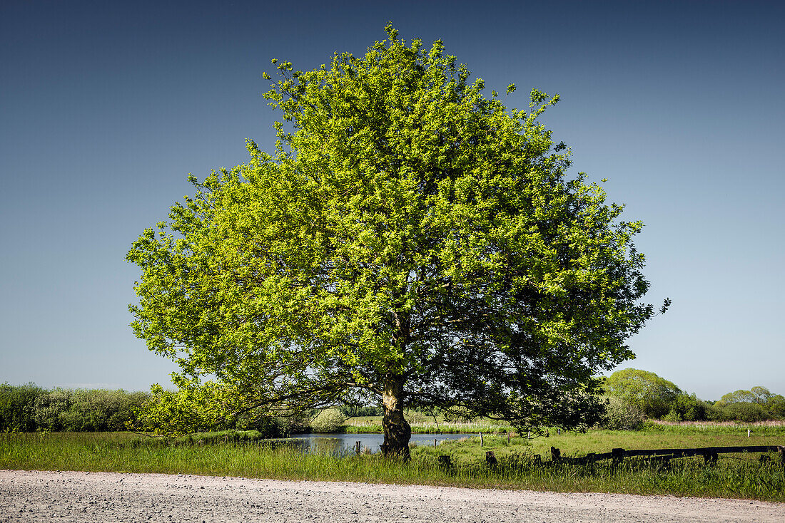 Old oak in the Teufelsmoor under a blue sky, Worpswede, Osterholz, Lower Saxony, Germany, Europe