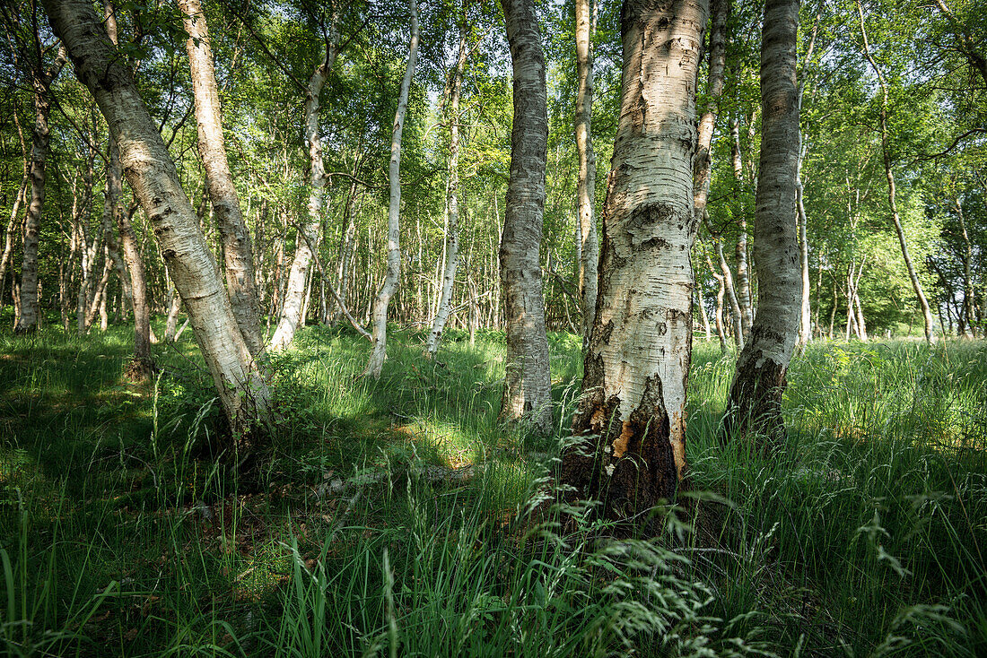 Birch trees in the Bockhorner Moor, Friesland, Lower Saxony, Germany, Europe