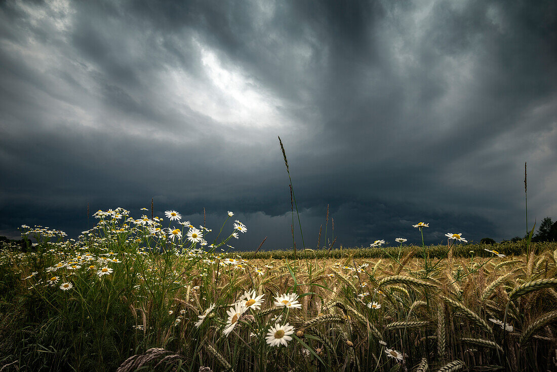 Shelf Cloud über Getreidefeld in Aurich-Brockzetel, Ostfriesland, Niedersachsen, Deutschland, Europa