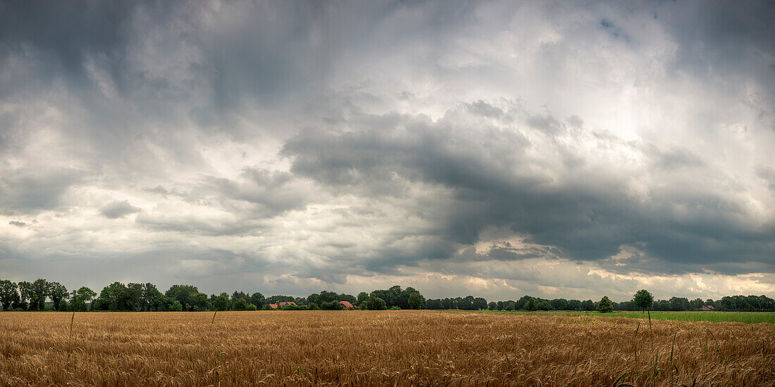 Regenwolken über Getreidefeld in Neuenburgerfeld, Zetel, Friesland, Niedersachsen, Deutschland, Europa
