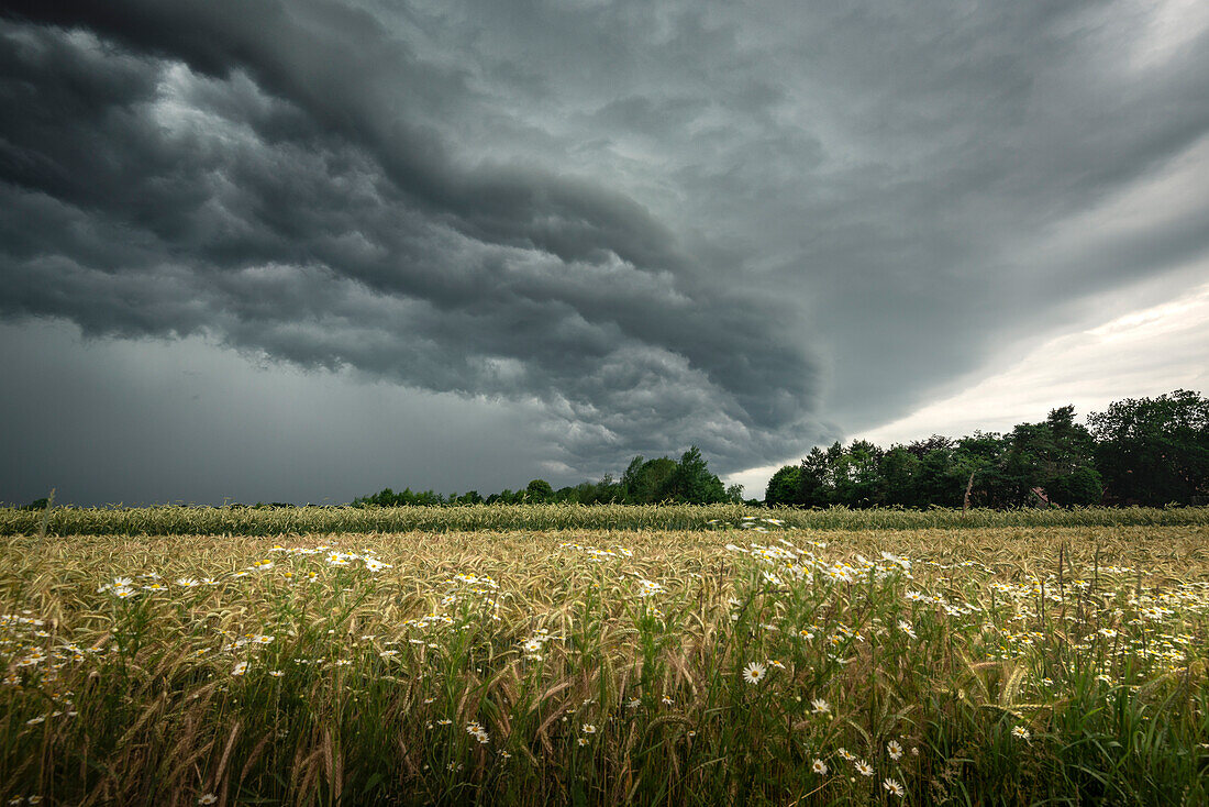 Shelf Cloud über Getreidefeld in Aurich-Brockzetel, Ostfriesland, Niedersachsen, Deutschland, Europa