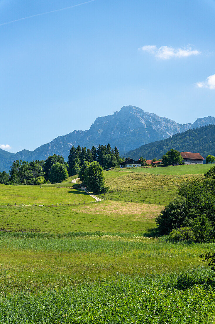 Between Anger and Höglwörth, looking towards Hochstaufen, Chiemgau, Bavaria, Germany