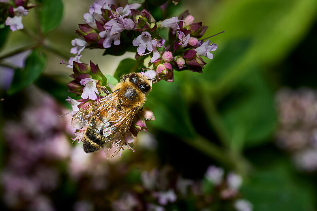 Honey bee feeding on a buddleia