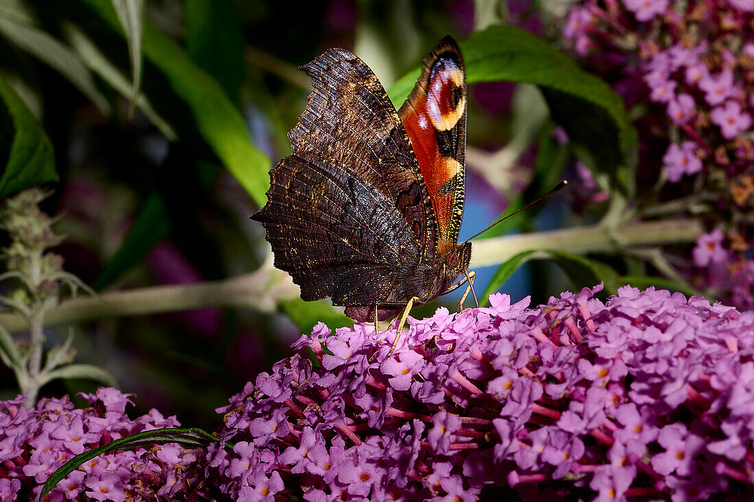 Schmetterling 'Tagpfauenauge' bei der Nahrungssuche auf einem Sommerflieder