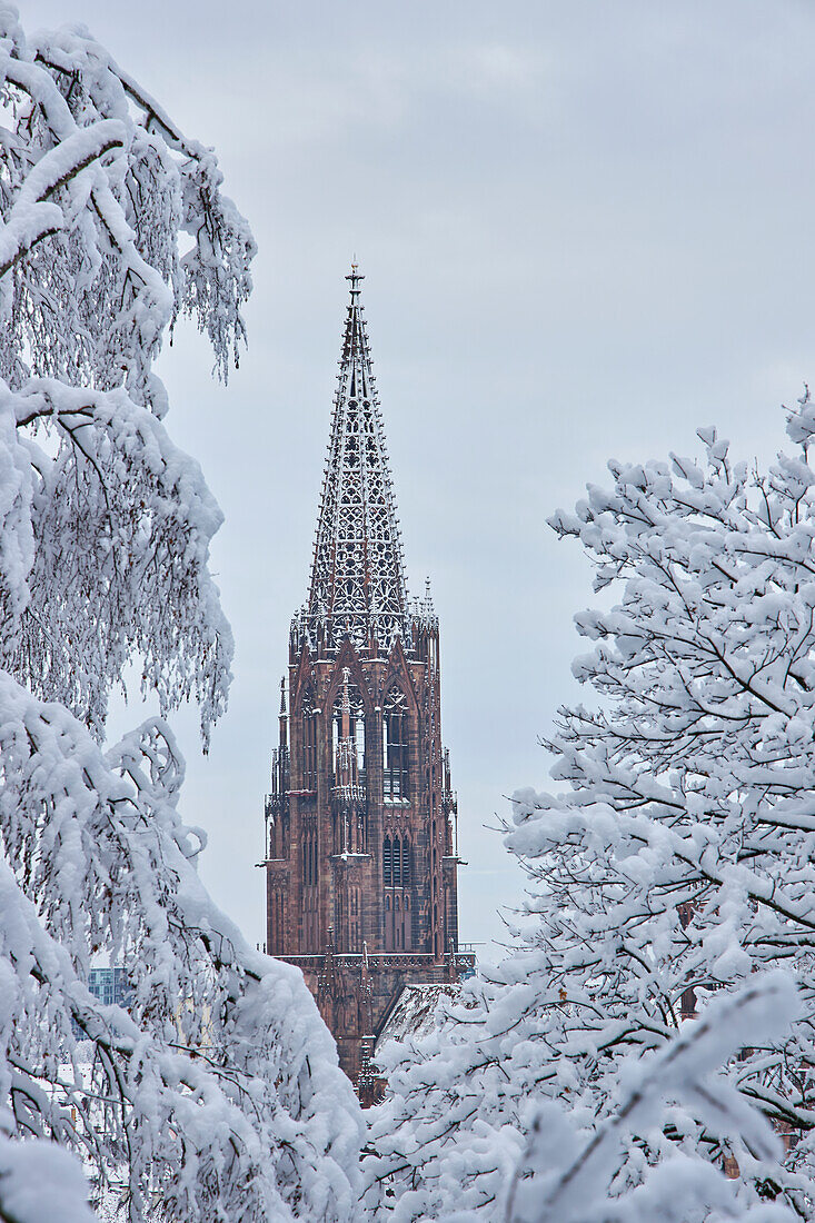 View from the Schlossberg to the tower of the minster 'Unserer lieben Frau' in snow, Freiburg, Breisgau, Southern Black Forest, Black Forest, Baden-Wuerttemberg, Germany, Europe
