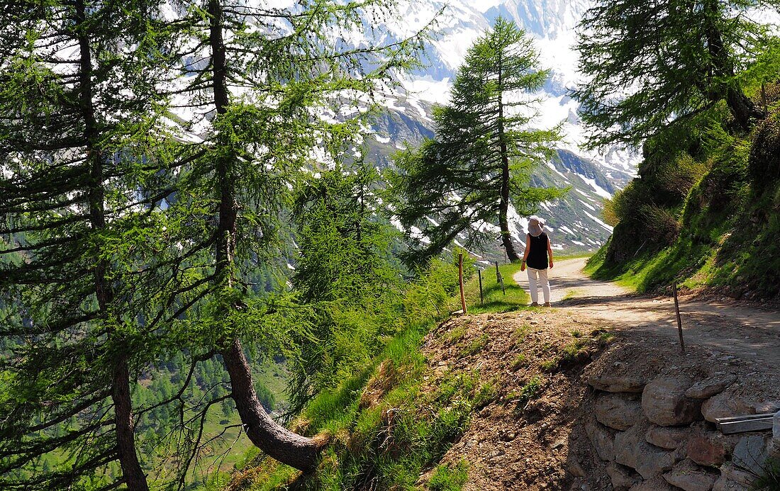 An der Oberglanegg-Alm am Timmelsjoch, Passeiertal, Südtirol, Italien
