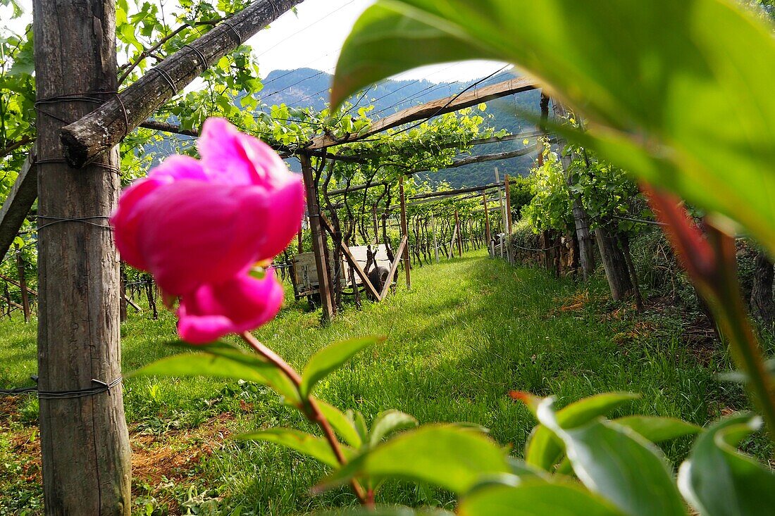 Bei Kaltern, Südtirol, Italien