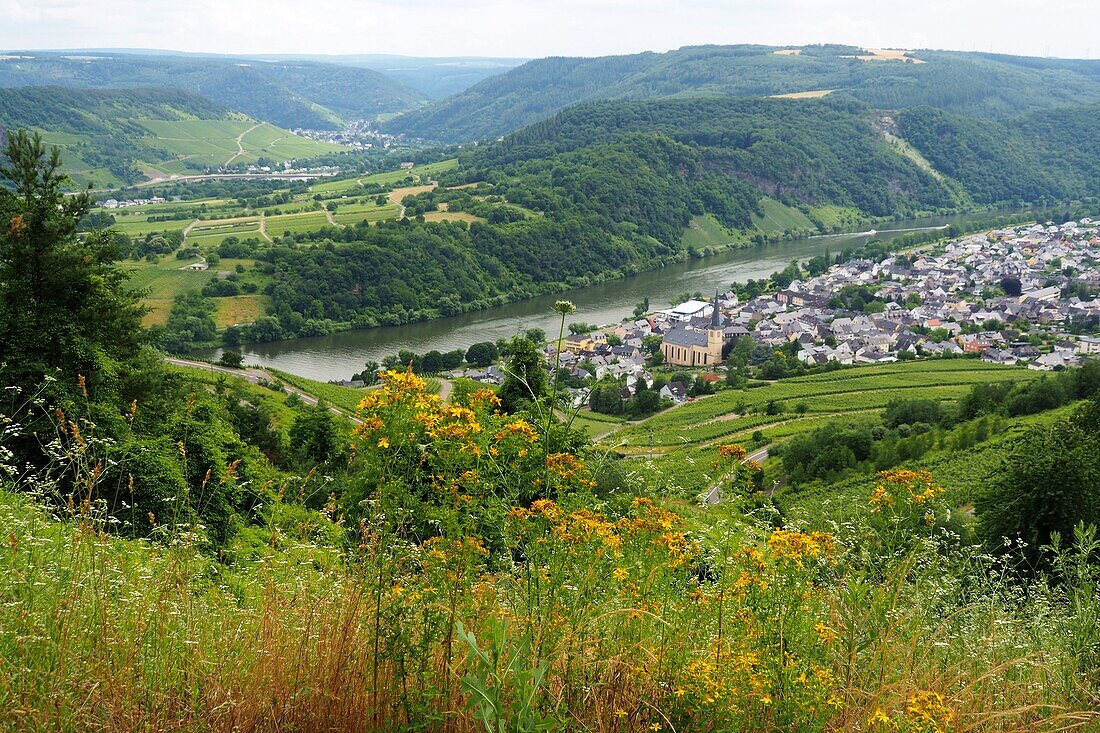 Über Kröv an der Mosel, Rheinland-Pfalz, Deutschland