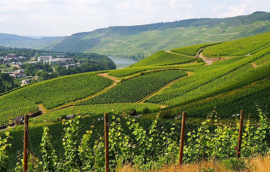 Weinbau über Bernkastel-Kues an der Mosel, Hunsrück, Rheinland-Pfalz, Deutschland