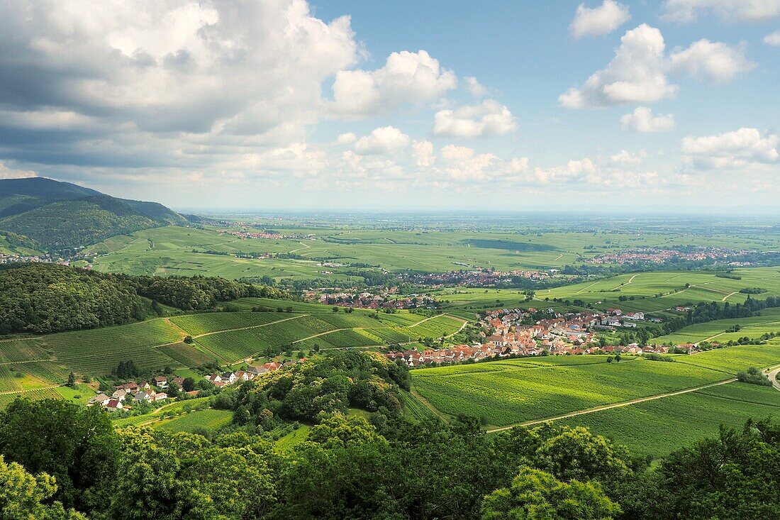 Near Königsbach on the Palatinate Wine Route, Rhineland-Palatinate, Germany