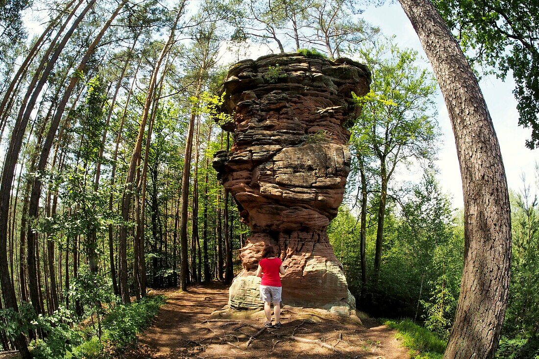 In Dahner Felsenland, Palatinate Forest, Rhineland-Palatinate, Germany