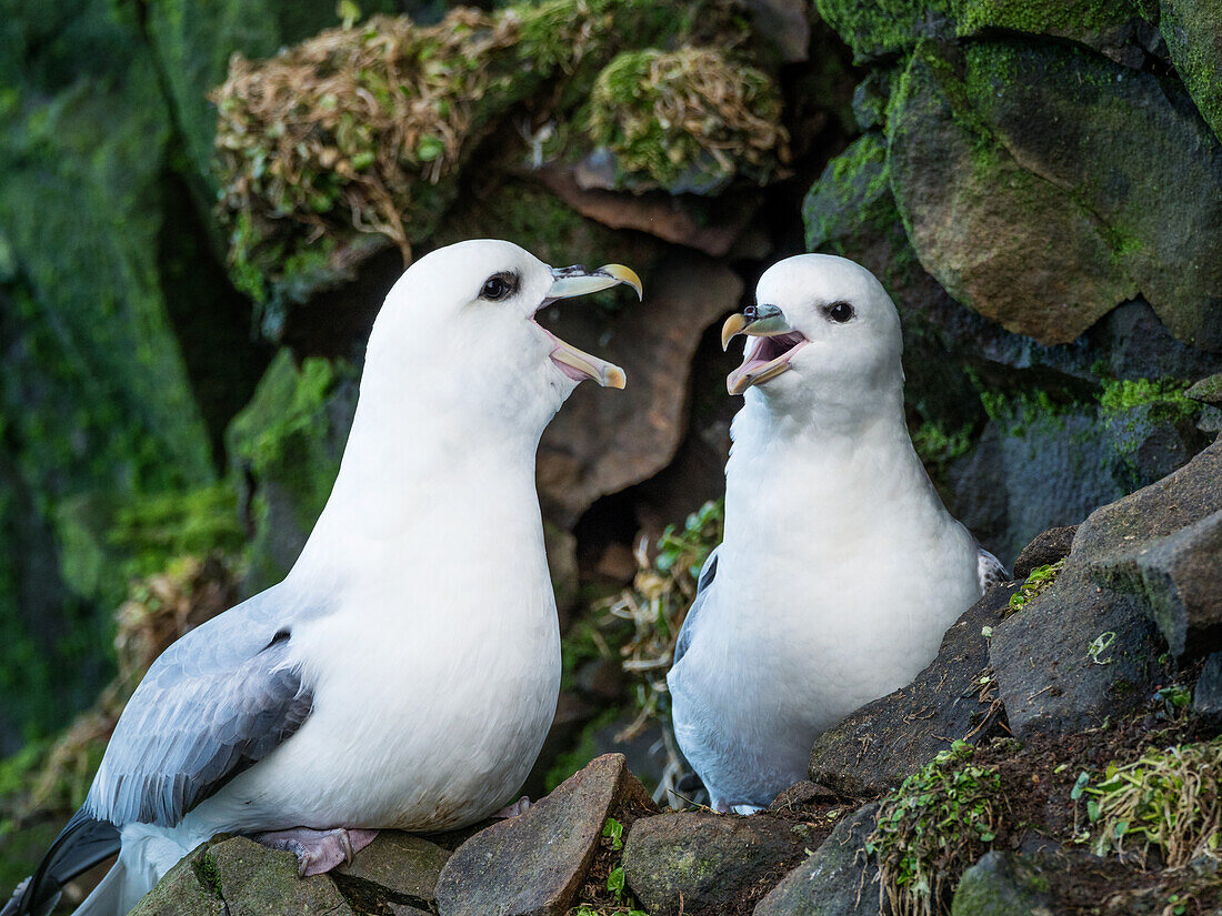 Eissturmvögel, Fulmarus glacialis, Island, Europa