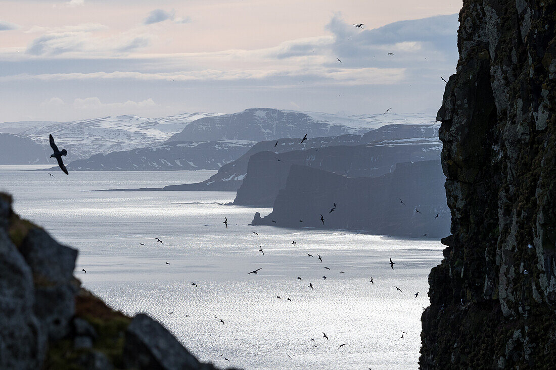 Cliffs, bird rocks, Hornstrandir Nature Reserve, Iceland, Europe