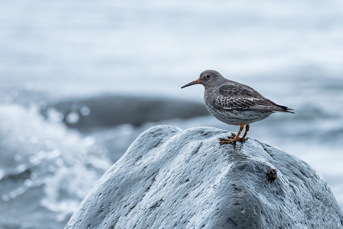 Alpenstrandläufer im Ruhekleid, Calidris alpina, Island, Europa