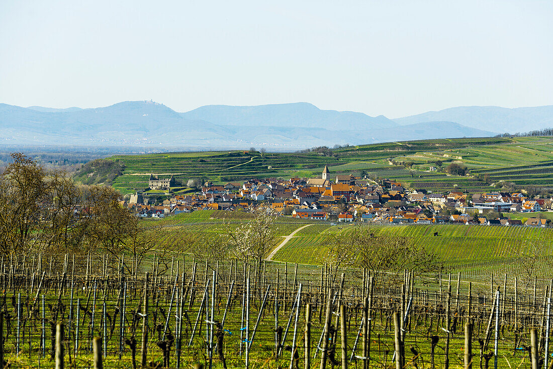 Vineyards in spring, Burkheim, behind the Vosges, Vogtsburg, Kaiserstuhl, Baden-Württemberg, Germany