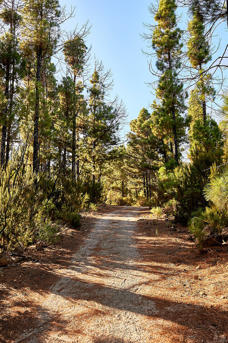 Walk through pine trees near Santa Cruz, Tenerife, Canary Islands, Europe