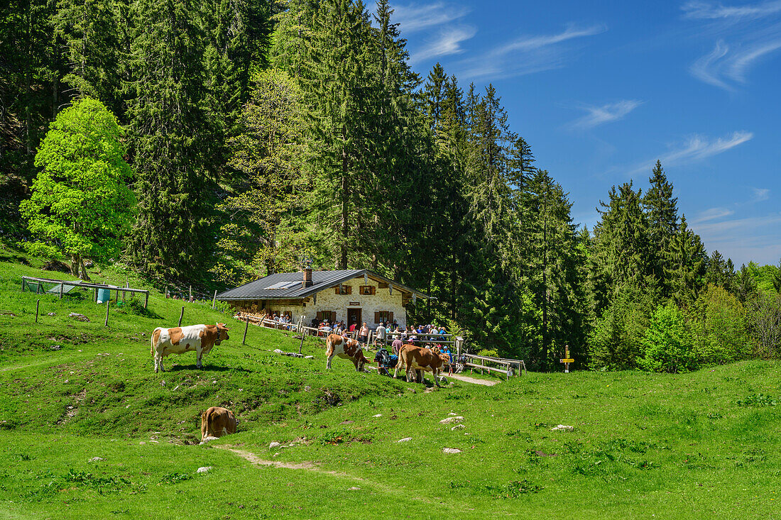 Guests sit at Staudacher Alm, Hochgern, Chiemgau Alps, Salzalpensteig, Upper Bavaria, Bavaria, Germany