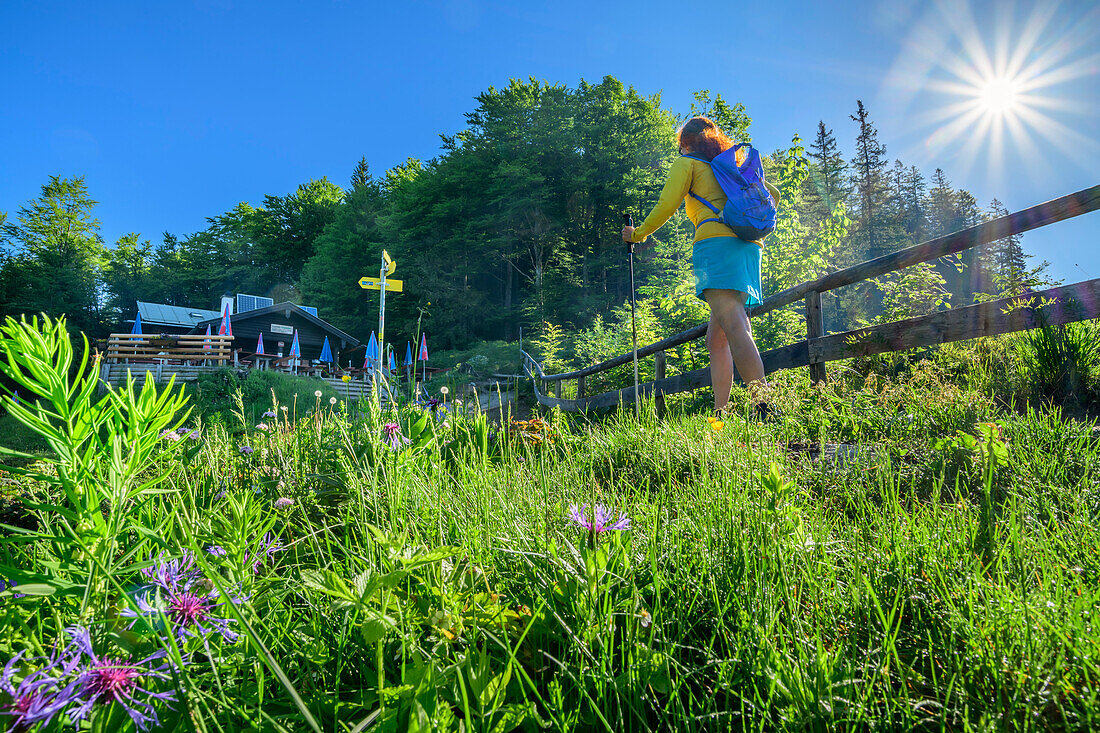 Frau wandert auf Grünsteinhütte zu, Grünstein, Salzalpensteig, Berchtesgadener Alpen, Oberbayern, Bayern, Deutschland