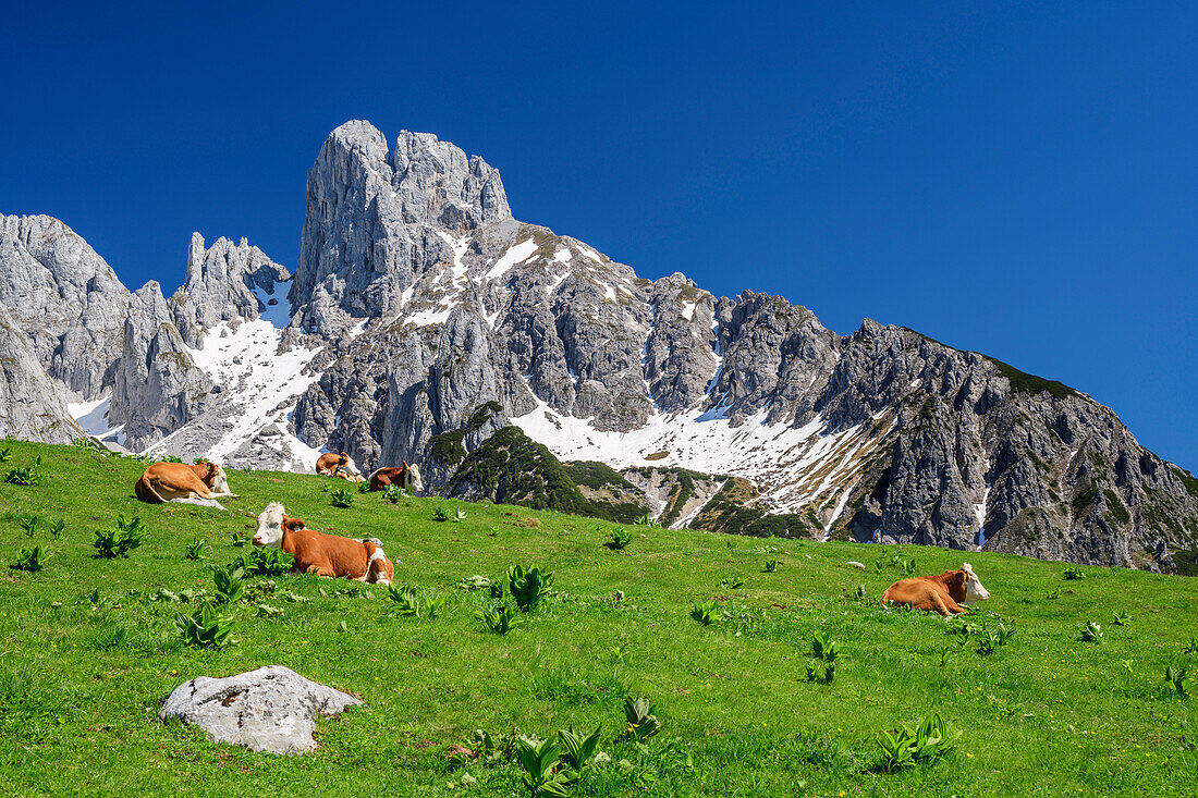 Cows lie on meadow, Bischofsmütze in the background, Stuhlalm, Gosaukamm, Dachstein, Salzalpensteig, UNESCO World Heritage Hallstatt, Salzburg, Austria